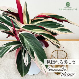 観葉植物 ストロマンテ サンギネア トリオスター 4号鉢 観葉植物 小型 小さい 室内 贈り物 プレゼント インテリア おしゃれ