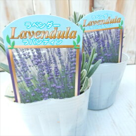 楽天市場 多年草 種類 植物 ラベンダー の通販