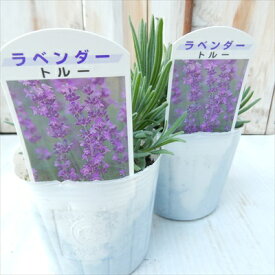 楽天市場 多年草 種類 植物 ラベンダー の通販