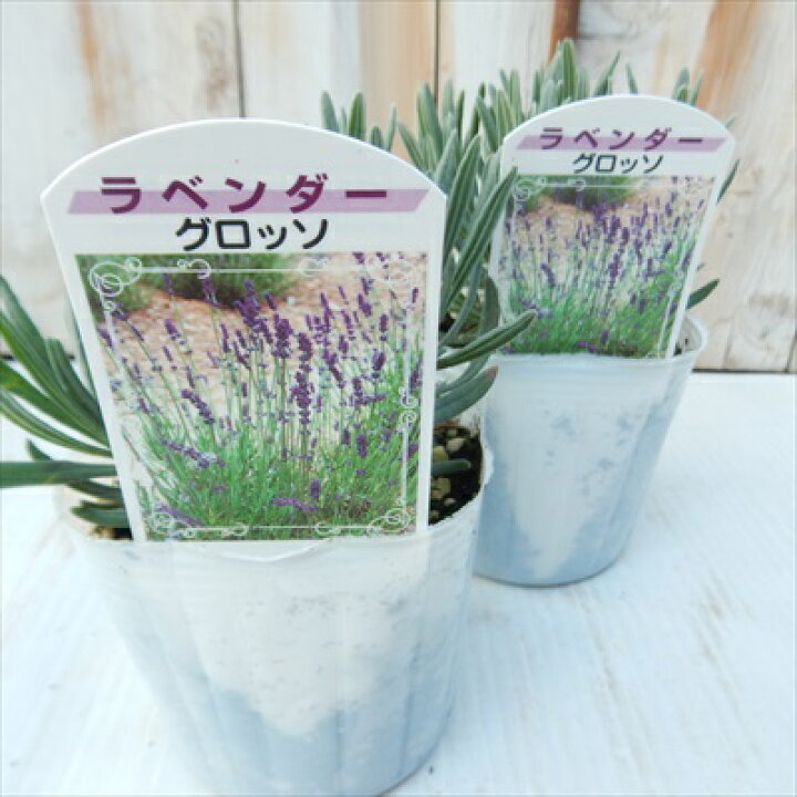 楽天市場】ラベンダー 苗 グロッソ 9cmポット 花苗 宿根草  
