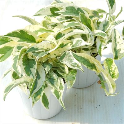 ポトス エクセレント 9cmポット 観葉植物 | フラワーネット 日本花キ流通