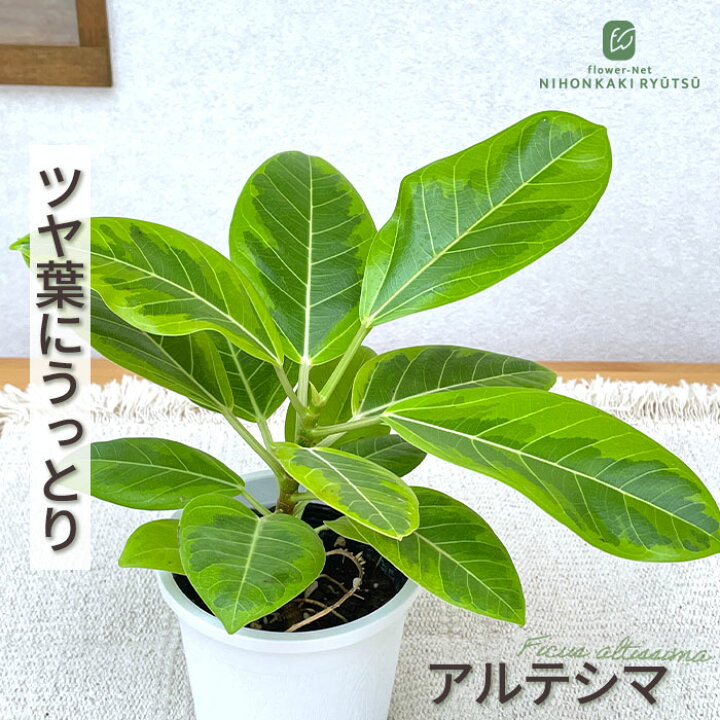 楽天市場】観葉植物 フィカス アルテシマ ゴムの木 4号鉢 アルテシーマ 