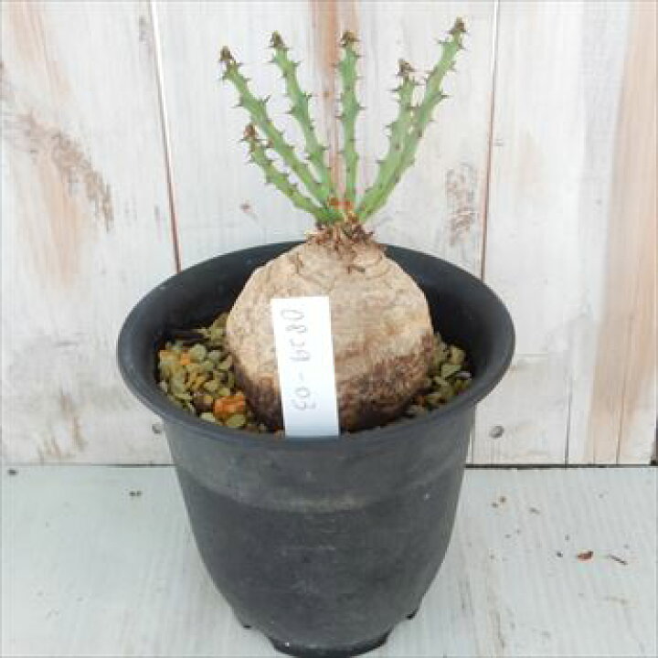 楽天市場】多肉植物 caユーフォルビア デシデュア 現品販売 0829-03  