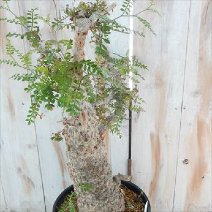 楽天市場】多肉植物 caユーフォルビア デシデュア 現品販売 0829-03  