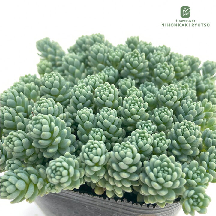 楽天市場】多肉植物 seセダム マジョール 多肉植物 セダム 9cmポット 