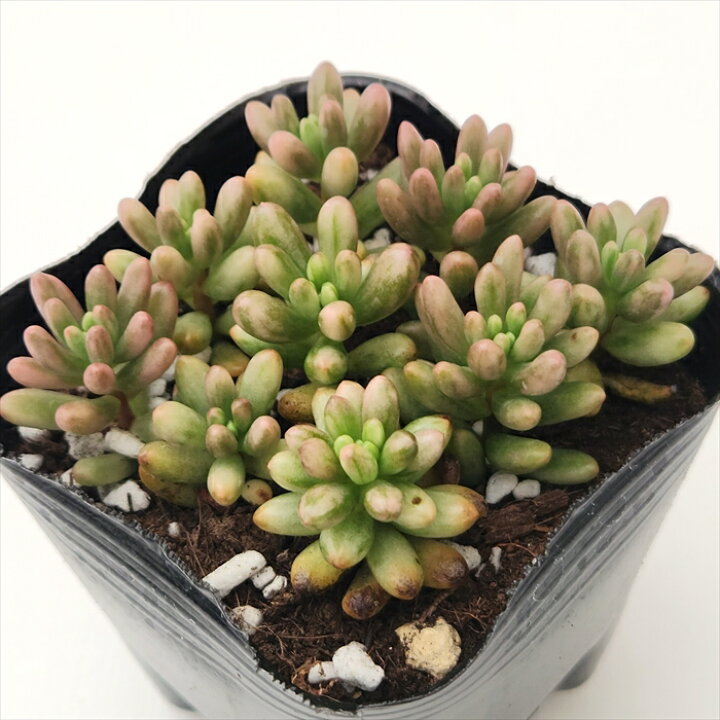 楽天市場 多肉植物 Seセダム オーロラ 多肉植物 セダム 9cmポット フラワーネット 日本花キ流通