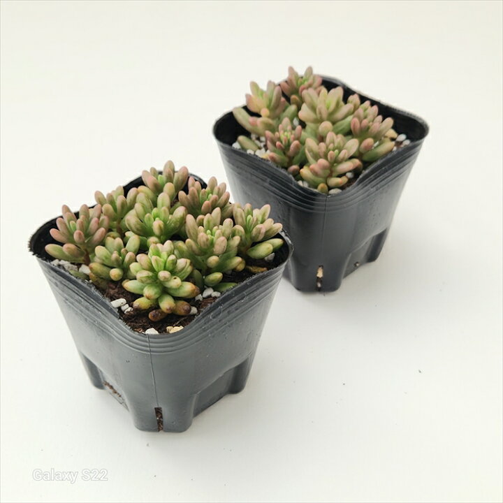 オーロラ 2頭2寸ポット ピンク色 セダム 弁慶草科 多肉植物 根付苗 多肉激安 セダム苗 可愛い多肉植物 一流の品質