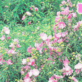 楽天市場 ジャコウアオイの通販