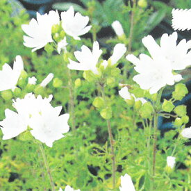 楽天市場 ジャコウアオイの通販