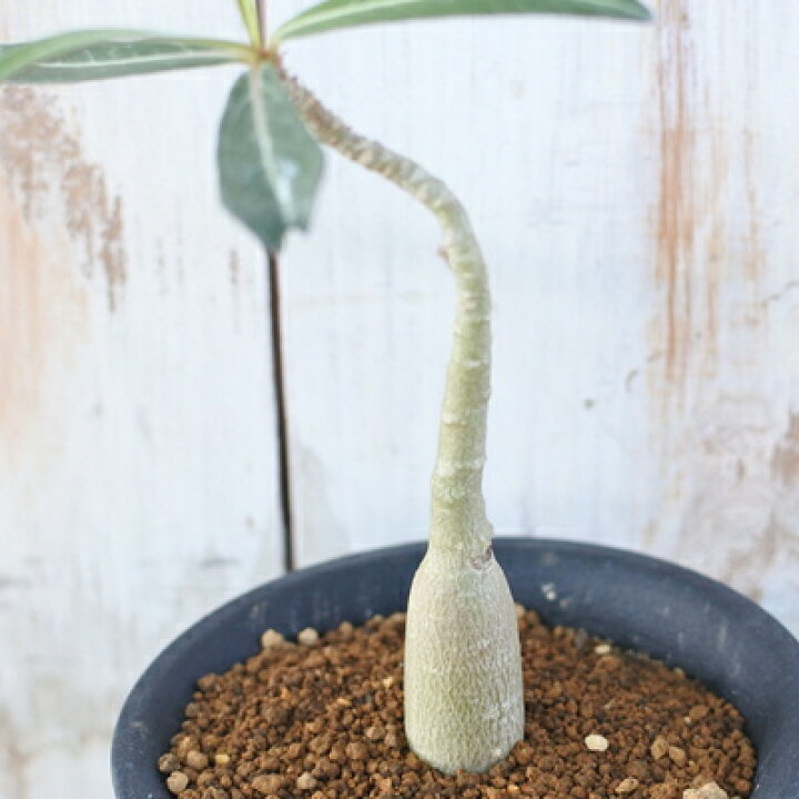楽天市場 多肉植物 Caアデニウム ソマレンセ 多肉植物 アデニウム 3号鉢 コーデックス フラワーネット 日本花キ流通 楽天市場 多肉植物 Caアデニウム ソマレンセ 多肉植物 アデニウム 3号鉢 コーデックス フラワーネット 日本花キ流通