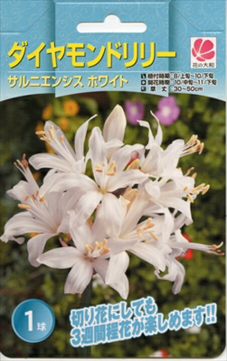楽天市場 花の大和 球根 ダイヤモンドリリー サルニエンシス ホワイト 1球 フラワーネット 日本花キ流通