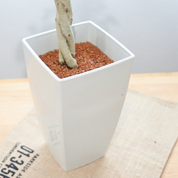 かわいい新作 観葉植物 フィカス ベンジャミン スターライトビューティークイーン 大型 7号プラスチック鉢 1個売り インテリア 送料無料