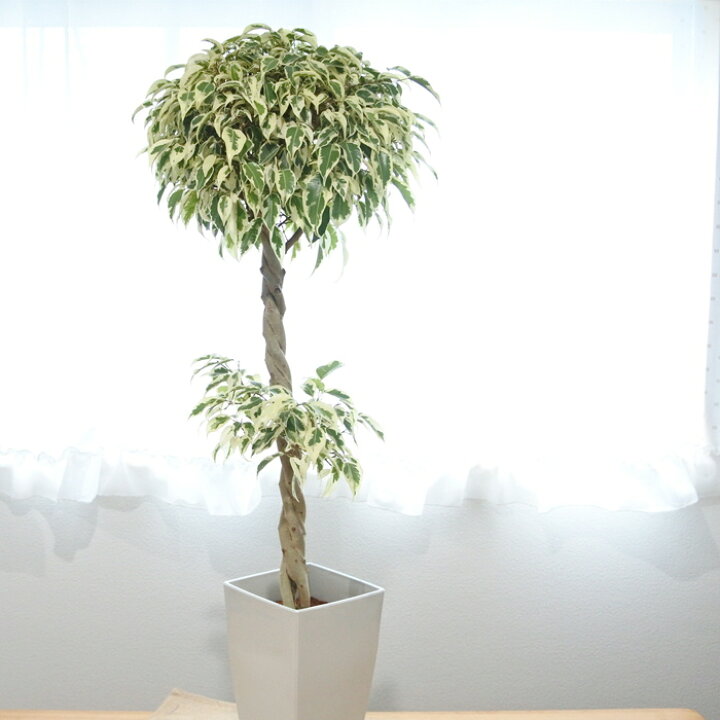 かわいい新作 観葉植物 フィカス ベンジャミン スターライトビューティークイーン 大型 7号プラスチック鉢 1個売り インテリア 送料無料