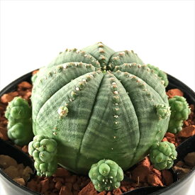 楽天市場 ユーフォルビア オベサ 花 観葉植物 花 ガーデン Diy の通販
