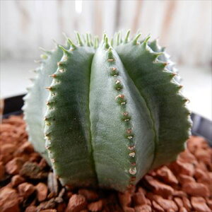 A sd[tHrA JI wbg A R[fbNX 9cm|bg