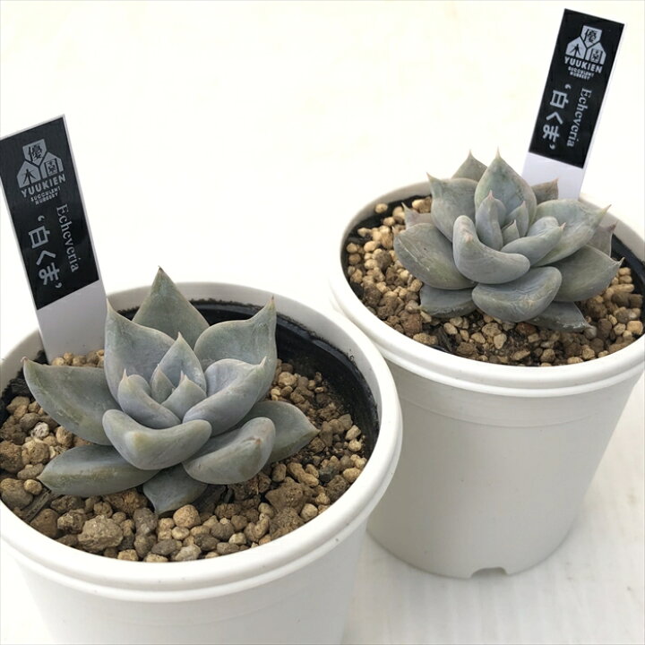 楽天市場】多肉植物 yukエケベリア 白くま 多肉植物 優木園さんの苗 