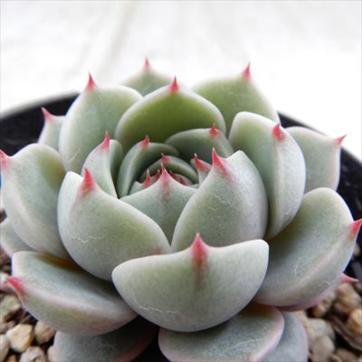 楽天市場】多肉植物 skエケベリア ベンバディス 多肉植物 エケベリア  