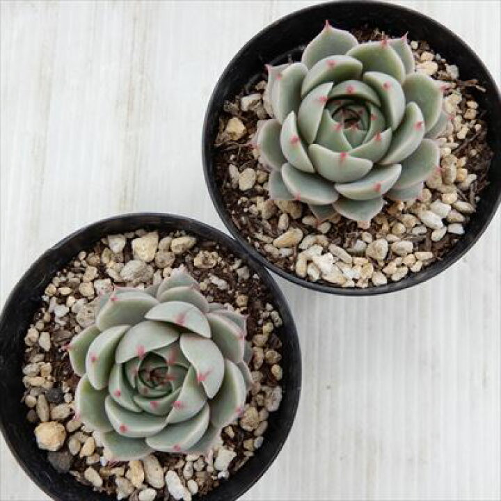 楽天市場】多肉植物 skエケベリア ベンバディス 多肉植物 エケベリア  