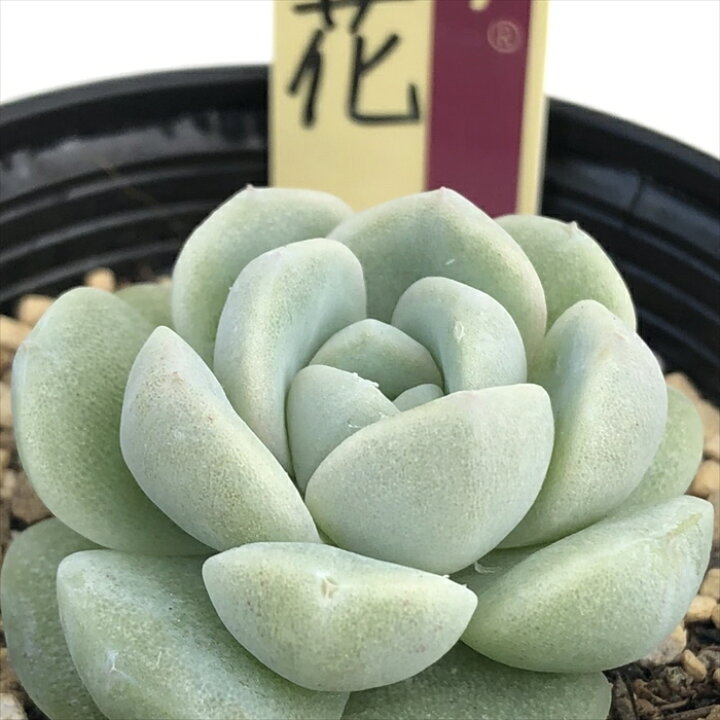 楽天市場 多肉植物 Oriミックスベリア No 017 雲の花 多肉植物 おらいさん苗エケベリア 6cmポット フラワーネット 日本花キ流通 楽天市場 多肉植物 Oriミックスベリア No 017 雲の花 多肉植物 おらいさん苗エケベリア 6cmポット フラワーネット 日本花キ流通