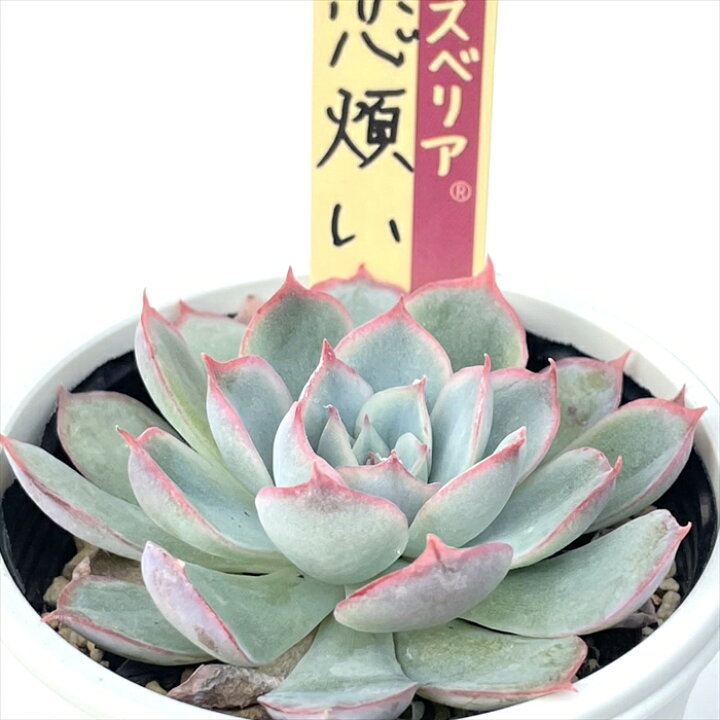 楽天市場】多肉植物 oriミックスベリア No.013 恋煩い 多肉植物 お  