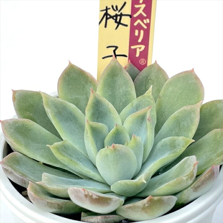楽天市場】多肉植物 oriミックスベリア No.015 桜子 多肉植物 お 