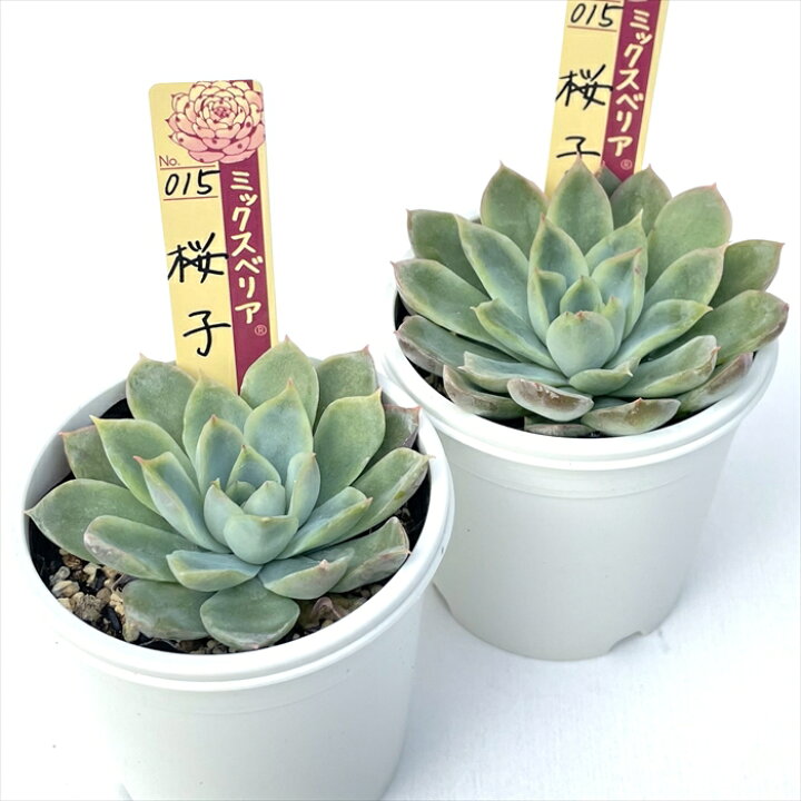 楽天市場】多肉植物 oriミックスベリア No.015 桜子 多肉植物 お 