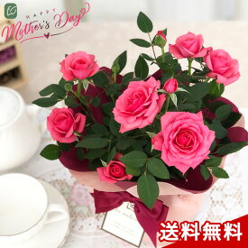 ポイント2倍！ 母の日 プレゼント ミニバラ スターローズ ピンク 4号鉢 送料無料 母の日ギフト 花 鉢植え バラ