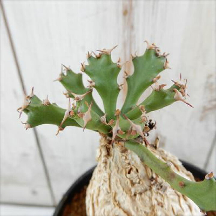 楽天市場】多肉植物 caユーフォルビア スクアローサ 0312-05 多肉植物 