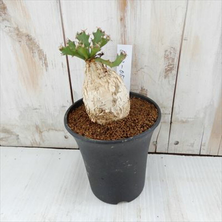 楽天市場】多肉植物 caユーフォルビア スクアローサ 0312-05 多肉植物 