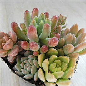 楽天市場 多肉植物 寄せ植えの通販