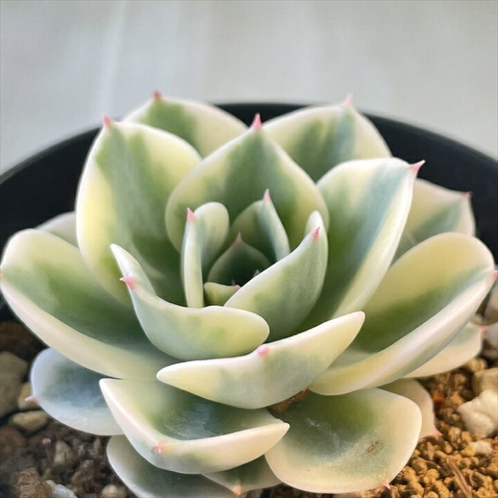 楽天市場】多肉植物 swkエケベリア ルノーディーン 多肉植物 