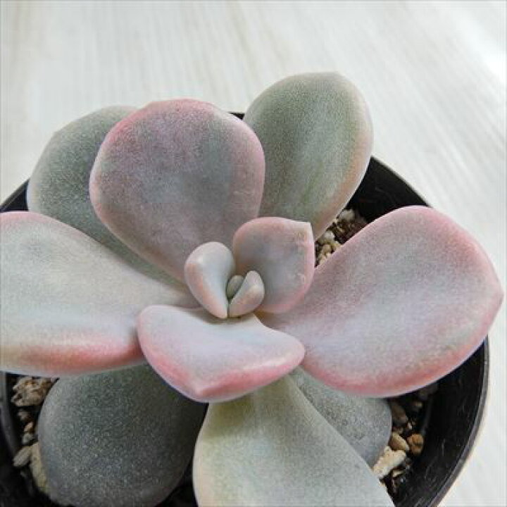 楽天市場 多肉植物 Skグラプトベリア ノマ 多肉植物 グラプトベリア 7 5cmポット フラワーネット 日本花キ流通