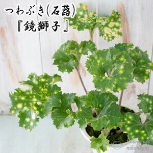 ԂiΕjq 4 Ԃ R쑐 ԕc cuL