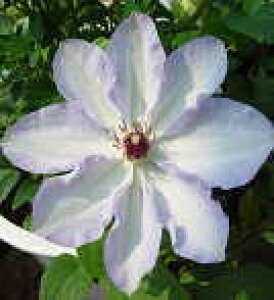 \̔ N}`X c CI\ peXn ̃N}`X 2Nc 10.5cm|bg ochi 3{ȍ~