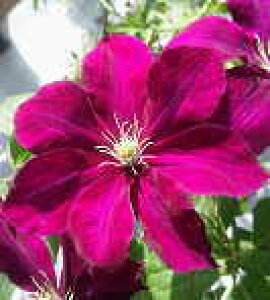 \̔ N}`X c eJV[m WbN}j[n ̃N}`X 2Nc 10.5cm|bg ochi 3{ȍ~