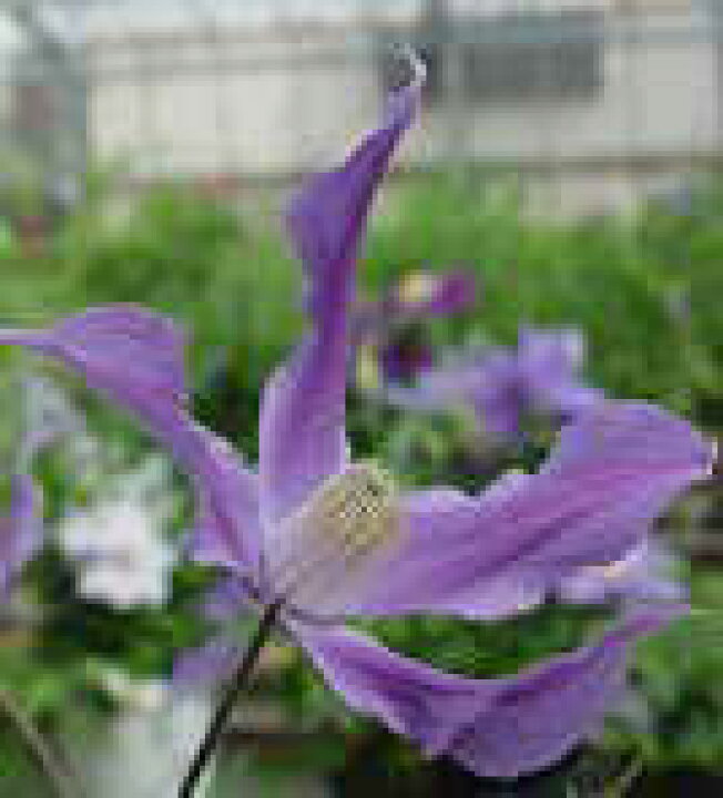 楽天市場 クレマチス 苗 インテグリフォリア系 ローヌ 落合さんのクレマチス 2年 フラワーネット 日本花キ流通