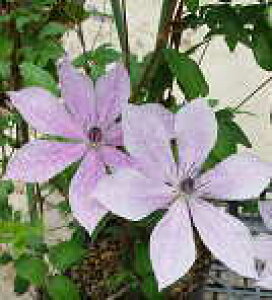 \̔ N}`X c Wn t_n ̃N}`X 2Nc 10.5cm|bg ochi 3{ȍ~