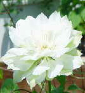 \̔ N}`X c Ⴈ  ̃N}`X 2Nc 10.5cm|bg ochi 3{ȍ~