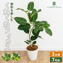 楽天市場】フィカス・ベンガレンシス／ベンガルゴムの木 7号の通販