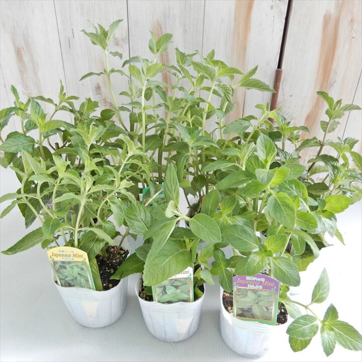 楽天市場 日本ハッカ おまかせ3個セット 9cmポット ニホンハッカ 薄荷 ミント ハーブの苗 ガーデニング Herb フラワーネット 日本花キ流通