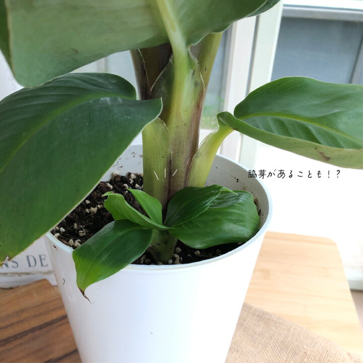 楽天市場 バナナの木 サンジャクバナナ 6号鉢 送料無料 バナナ 観葉植物 おしゃれ インテリア フラワーネット 日本花キ流通