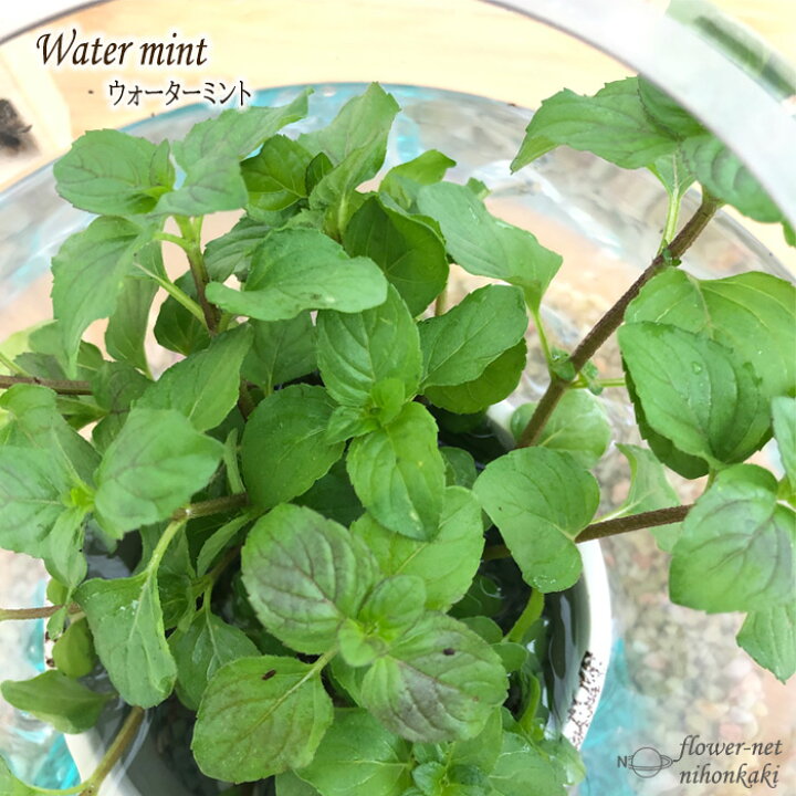 楽天市場 ウォーターミント 9cmポット 水生植物 水草 ビオトープ ハーブ 観葉植物 Herb フラワーネット 日本花キ流通 楽天市場 ウォーターミント 9cmポット 水生植物 水草 ビオトープ ハーブ 観葉植物 Herb フラワーネット 日本花キ流通