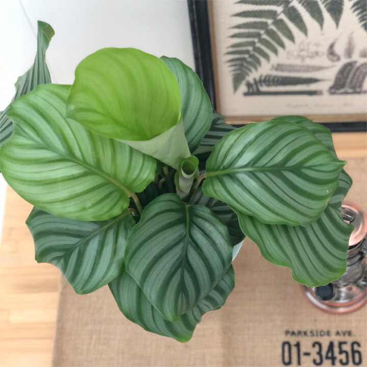 楽天市場 カラテア オルビフォリア 6号鉢 送料無料 観葉植物 インテリア おしゃれ フラワーネット 日本花キ流通