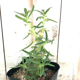 楽天市場 コーデックスの通販 楽天市場 コーデックスの通販