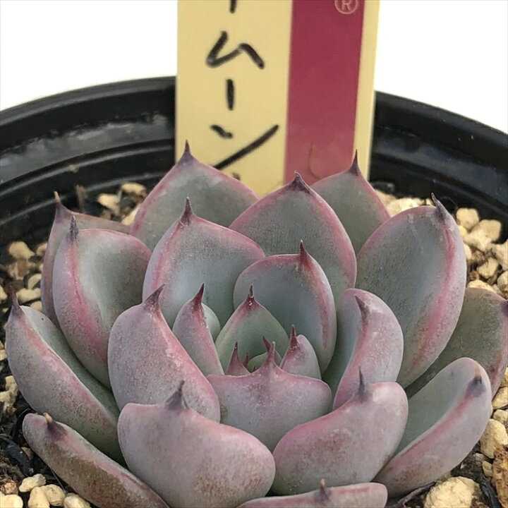 楽天市場 多肉植物 Oriミックスベリア No 026 ブルーベリームーン 多肉植物 おらいさん苗エケベリア 6cmポット フラワーネット 日本花キ流通