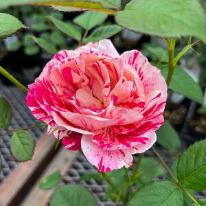 \̔ o c o Vc  Z`^ ؗ lG炫 KN ΂  tros 4{ȍ~