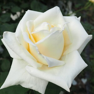 \̔ o c o Vc  ǂP iߒʕPj ؗ lG炫 KN ΂ F tros 4{ȍ~