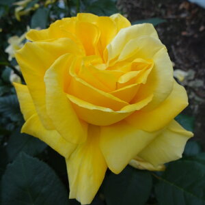 \̔ o c o Vc  \h[ ؗ lG炫 KN ΂ F tros 4{ȍ~