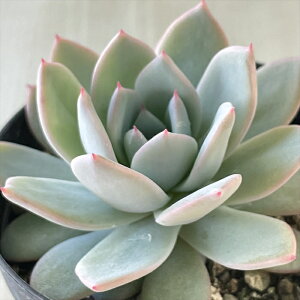 A skGPxA u[X[ A GPxA 7.5cm|bg