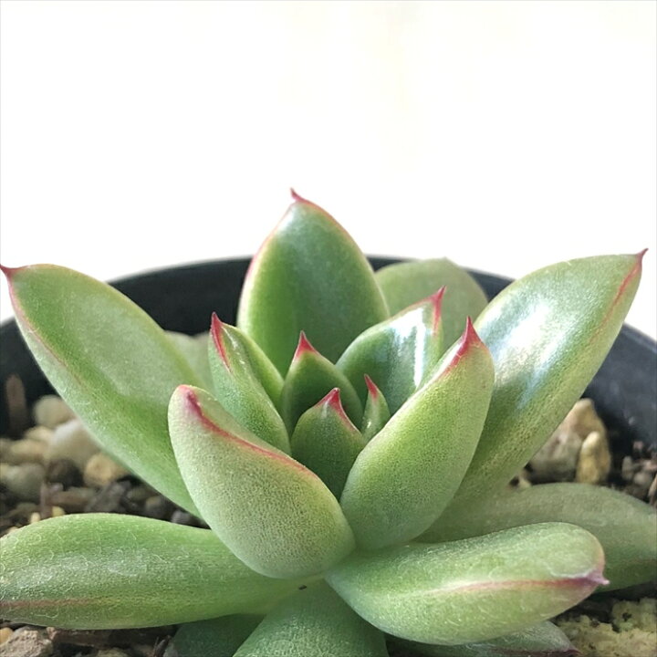 楽天市場 多肉植物 Skエケベリア 花魅惑 多肉植物 エケベリア 7 5cmポット フラワーネット 日本花キ流通 楽天市場 多肉植物 Skエケベリア 花魅惑 多肉植物 エケベリア 7 5cmポット フラワーネット 日本花キ流通